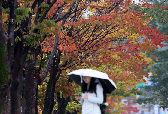 22일 단풍이 곱게 물든 국립강릉원주대학교 강릉캠퍼스에서 학생들이 우산을 쓴 채 걸어가고 있다. 연합뉴스