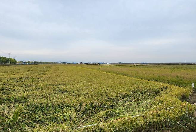 전북 김제시 진봉면 호남평야 일대 논. 최창환 기자