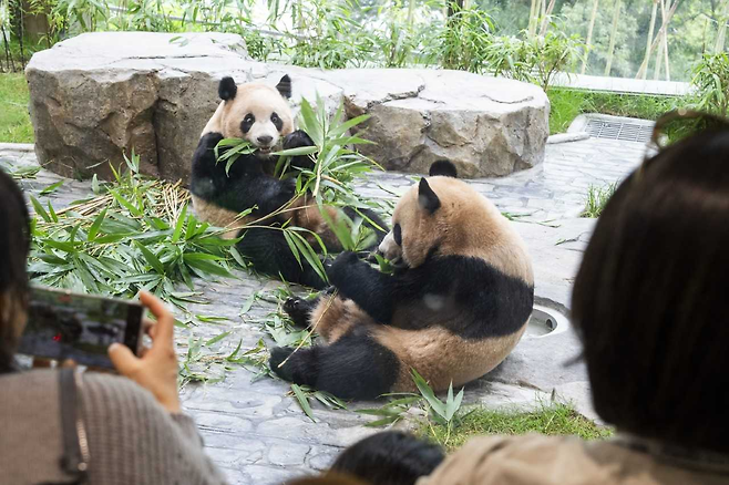 에버랜드 ‘판다 세컨하우스’에서 건강하게 독립 생활을 이어가고 있는 루이바오와 후이바오 [에버랜드 제공]