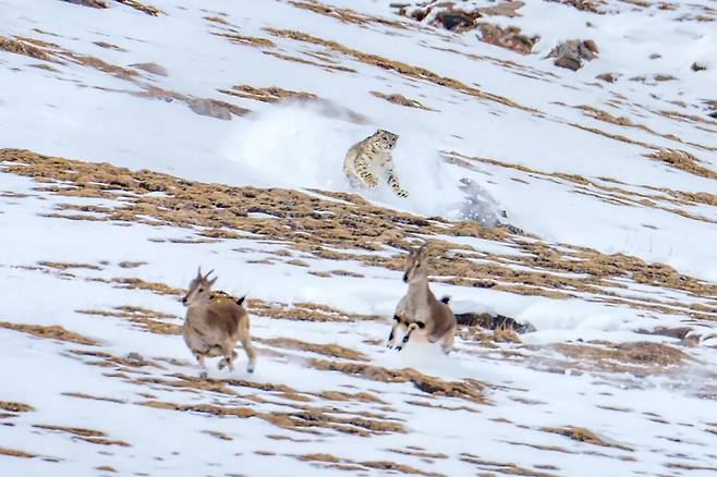 눈표범이 푸른 양을 사냥하고 있다.[WWF 제공]