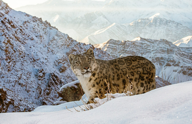 히말라야 고산지대에 서식하는 눈표범.[WWF 제공]