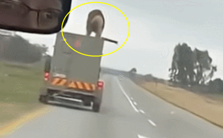 ⓒSNS 영상 갈무리