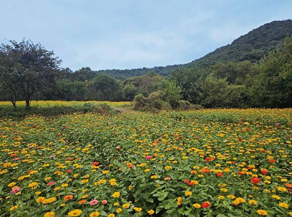 청주상당산성 일원이 화사한 백일홍으로 형형색색 물들었다. 11월이면 백일홍과 국화가 만개해 가을의 운치를 한층 더 느낄 수 있을 전망이다. [사진=청주시]
