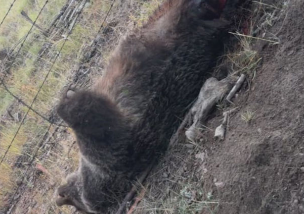 캐나다 권투 선수 출신 남성을 습격한 곰이 패혈증으로 죽은 채 발견됐다. CBC 캡처