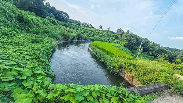 들판을 점령한 가시박.