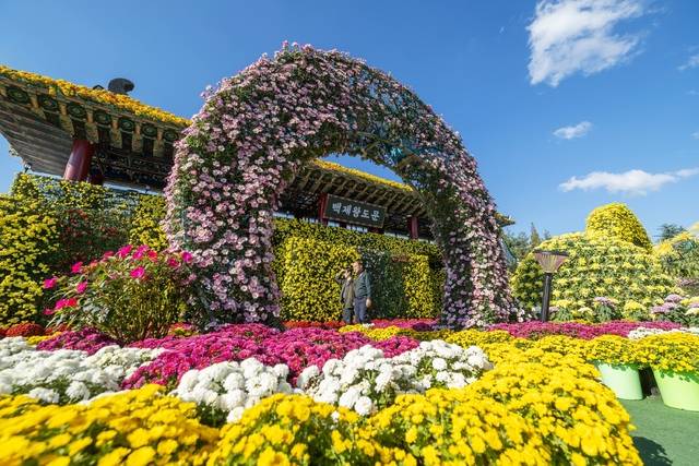 24일 제22회 익산 천만송이 국화축제장/사진 제공=익산시