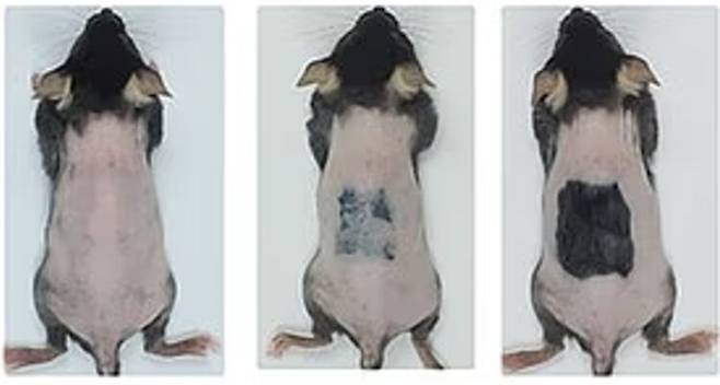 피부에 염증 유발물질 '도데실황산나트륨(SDS)'을 도포해 습진을 유도하고 약 10~11일 후, 해당 부위의 모낭에서 새로운 털이 자라났다. 자극을 받지 않은 피부에서는 이러한 현상이 나타나지 않았다. 사진=세포대사(Cell Metabolism)