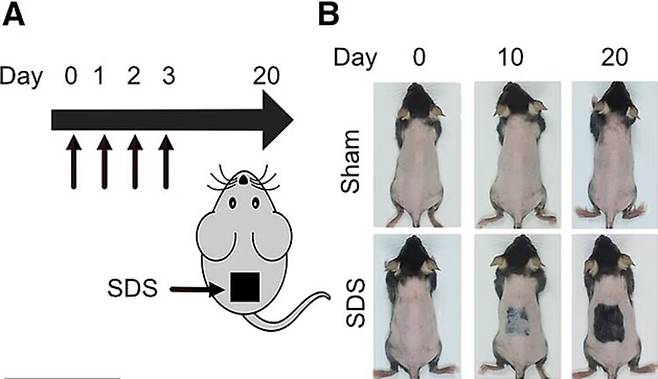 쥐 실험에서 자극 물질을 바른 피부 부위에서 피부 표면의 작은 구멍인 모낭(follicle)에서 새로운 털이 돋기 시작했다. 사진=세포대사(Cell Metabolism)