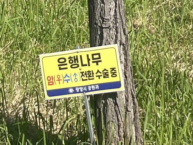 전남 광양의 한 은행나무 암나무 앞에 인상적인 푯말이 꽂혀있다. 수나무를 접붙여 열매가 나지 않도록 한 것이다. /광양시