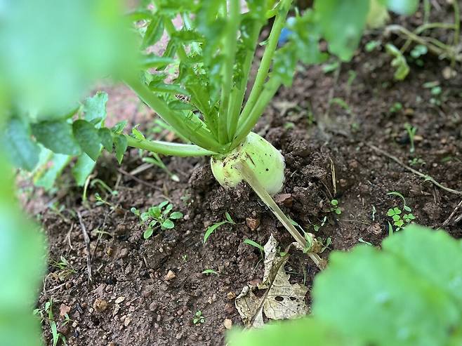 올해 처음 모종을 낸 무가 텃밭에서 싱그럽게 자라고 있다.