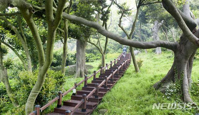 [보령=뉴시스] 보령시 외연도 상록수림. (사진=뉴시스 DB). photo@newsis.com