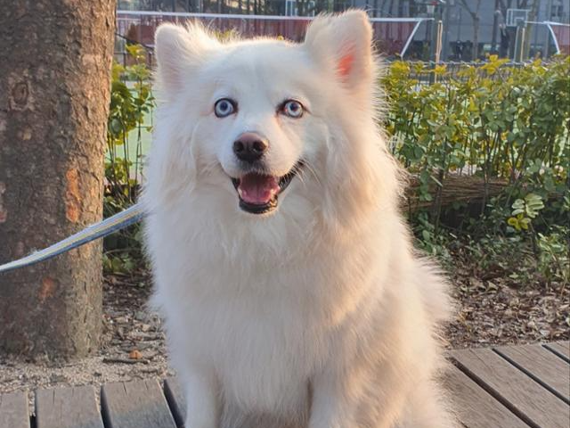 하얀색 털에 파란 눈이 매력적인 모찌가 입양을 기다리고 있다. 동물권단체 하이 제공