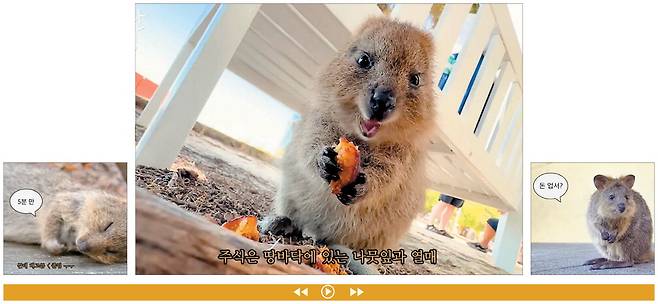 하나투어 공식 유튜브 채널에 업로드된 '무해한 여행' 쿼카편. 쿼카의 하루를 유머러스한 내레이션과 함께 담았다.  유튜브 캡처