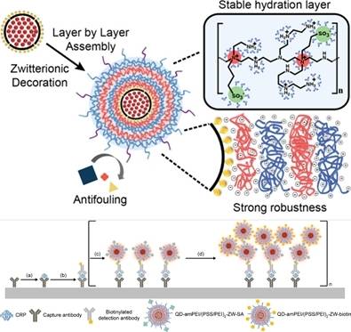그림 설명|안정한 양자점 나노복합체 합성법을 통한 초고속 초정밀 타겟 항원 검출 확인 모식도