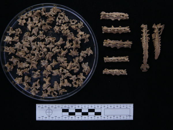 김해 대성동고분군 출토 토기에서 발견된 꿩의 척수뼈 . /국립김해박물관