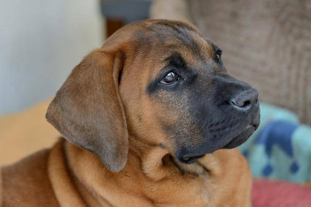 정부가 맹견으로 지정한 5종 중 하나인 도사견. 전문가들은 위험한 개를 종이 아니라 개체별 기질 기준으로 관리해야 한다고 말한다. 게티이미지뱅크