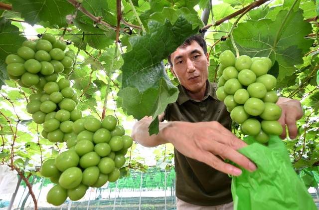 거창군 거창읍에서 포도 농장을 운영 중인 이승필씨가 샤인머스켓에 봉지를 씌우고 있다./성승건 기자/