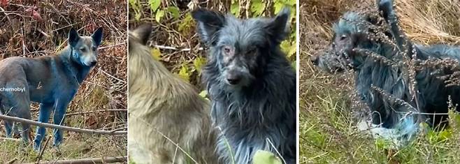 사진출처=Dogs of Chernobyl 인스타그램