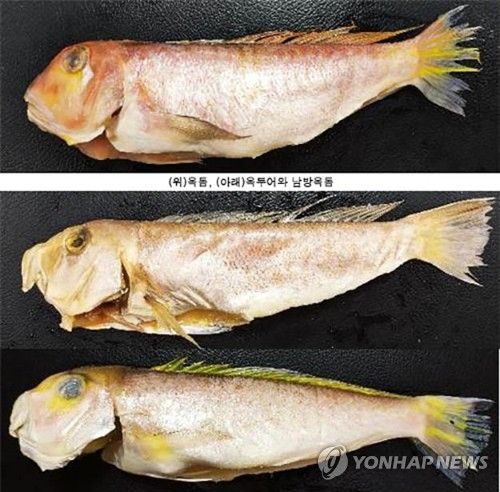 사진은 옥돔(사진 맨 위)과 옥두어(두 번째), 그리고 남방옥돔(맨 아래). 옥돔은 눈 밑에 은백색 삼각형 반점이 있고, 몸 중앙에 불규칙한 노란색 세로 방향의 띠무늬가 있다. [식품의약품안전처 제공=연합뉴스]