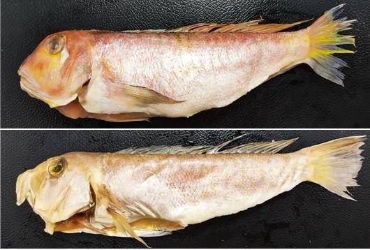 ▲ 옥돔(위)과 비슷하게 생긴 생선 옥두어 [식품의약품안전처]