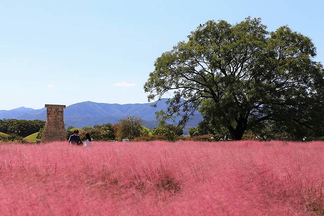 핑크뮬리와 첨성대