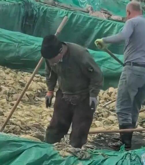 침을 뱉는 쏸차이 공장 근로자 [SNS 캡처]