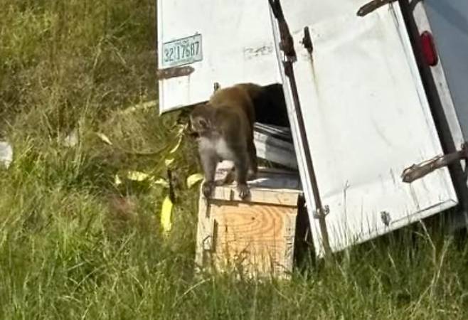 사고 차량에서 탈출하는 실험실 원숭이들. /재스퍼 카운티 보안관 사무소 페이스북