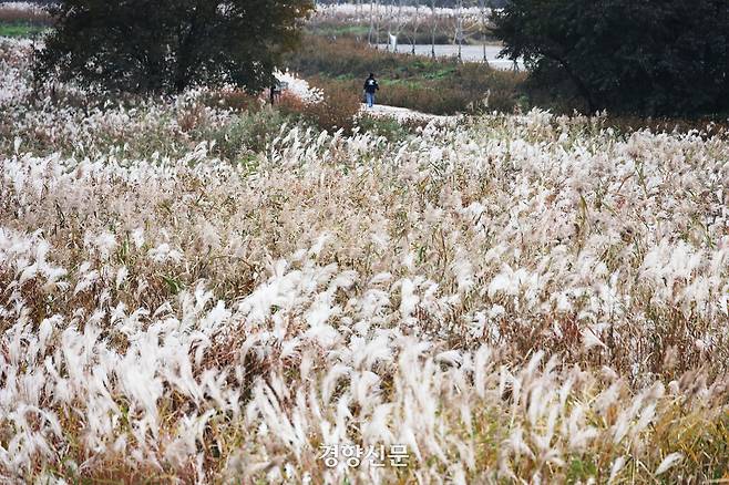 경기 연천군 임진강 댑싸리정원 인근에 29일 억새가 피어 있다.