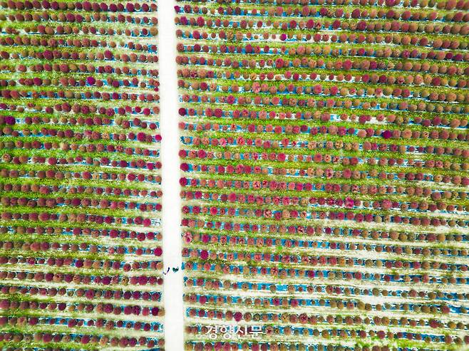 드론으로 본 연천 댑싸리정원