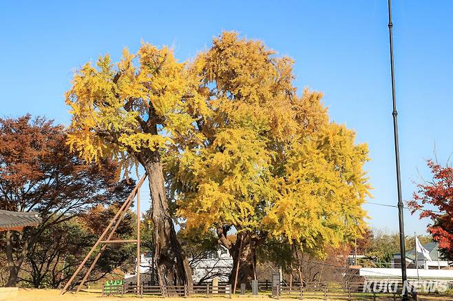 당진 면천 은행나무.