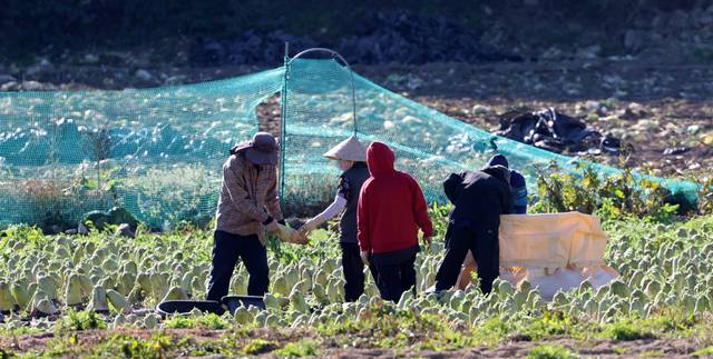 강원 산지의 아침 최저 기온이 영하 7.8도까지 떨어진 28일 강원 강릉시 왕산면 대관령 고랭지에서 농민과 외국인 노동자들이 무 수확을 서두르고 있다. [연합뉴스]