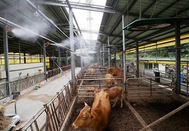 전국적으로 더위가 기승을 부린 10일 오후 부산 기장군 장안읍 한 한우농가에서 소들이 대형 선풍기 바람과 쿨링포그를 맞으며 더위를 식히고 있다. 2025.7.10. (ⓒ뉴스1, 무단 전재-재배포 금지)