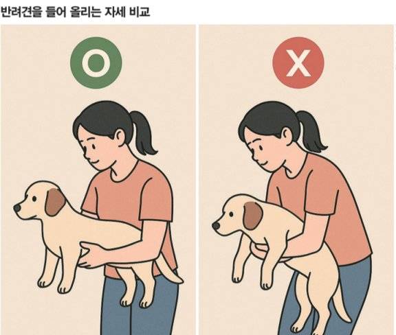 반려견을 들어 올릴 때 가슴과 골반을 같은 높이로 해 척추가 지면과 수평을 유지하도록 하는 것이 좋다. 챗GPT 생성 이미지