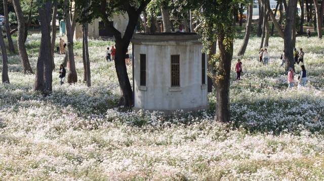 경남 밀양시 삼문공설운동장 숲을 가득 메운 구절초. 남태우 기자