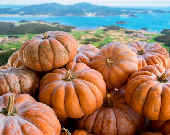 늙은 호박은 전으로 부쳐 먹는 것이 좋다. 사진은 늙은 호박. [사진=명랑농원]