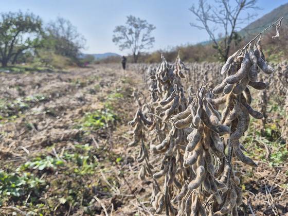 A soybean field in Yeongdong, North Chungcheong, is seen on Oct. 29. [JOONGANG ILBO]