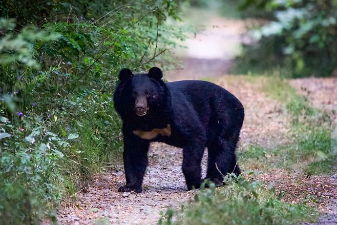 반달가슴곰.[게티이미지뱅크]