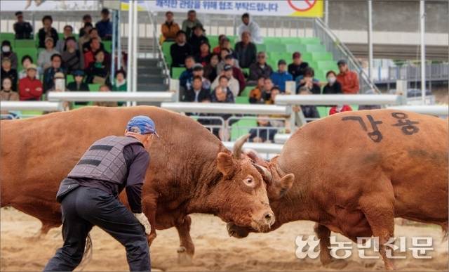 충북 보은군이 개최한 ‘제16회 보은전국민속소힘겨루기대회’ 결승전이 21일 보은읍 임시경기장에서 치러지고 있다.