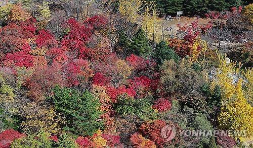 팔공산 단풍 [연합뉴스 자료 사진]