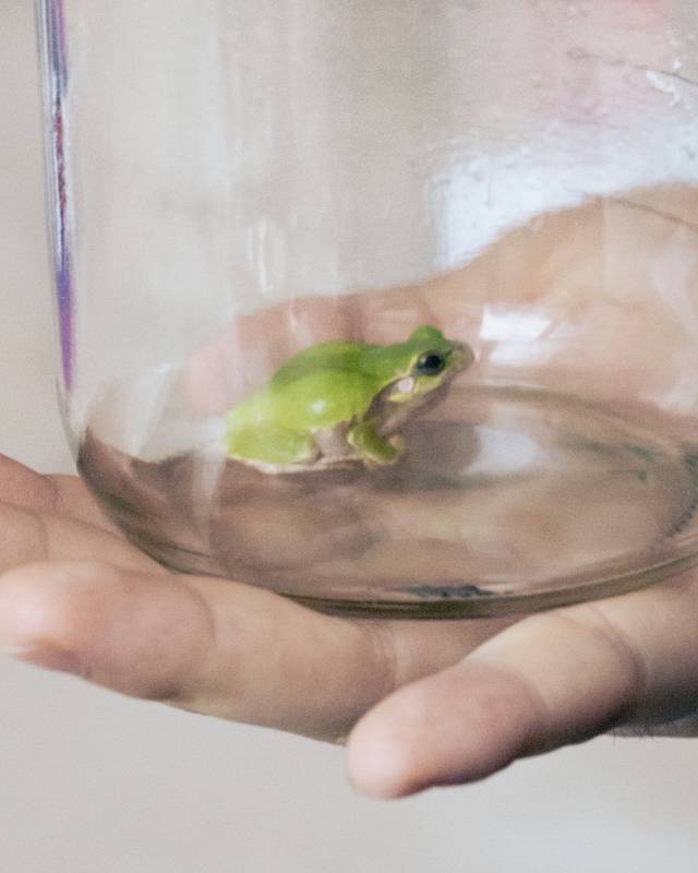 박정임, 초록 개구리, 2023. 작가 제공