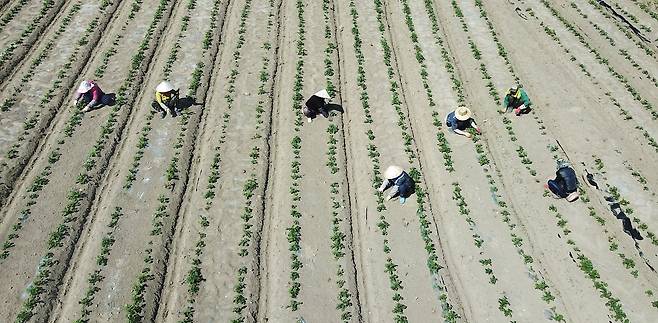 경북 군위군 효령면 감자밭에서 베트남 일꾼들이 감자 모종을 심고 있다. /뉴스1