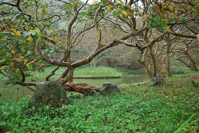 명옥헌의 키 낮은 배롱나무 숲. 신지선 제공