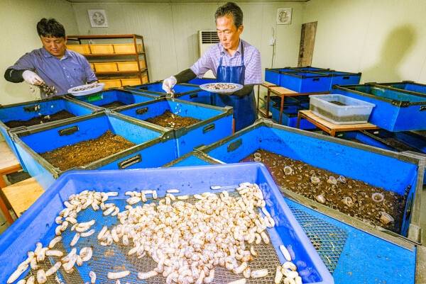 송인문 식용곤충생산자협회 회장(오른쪽)이 용인 농장에서 식용곤충 사육작업을 하고 있다. 조주현기자