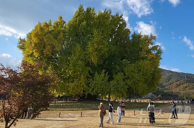 2일 강원도 원주시 문막읍 반계리 은행나무광장에서 열린 '2025 반계리 은행나무 축제'를 찾은 관광객 등이 노랗게 물들어 가고 있는 은행나무를 구경하고 있다. 2025.11.2뉴스1 ⓒ News1 신관호 기자