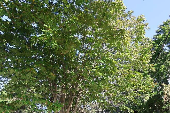 천리포수목원 교육연구 구역에 있는 칠엽수. 천리포수목원 제공