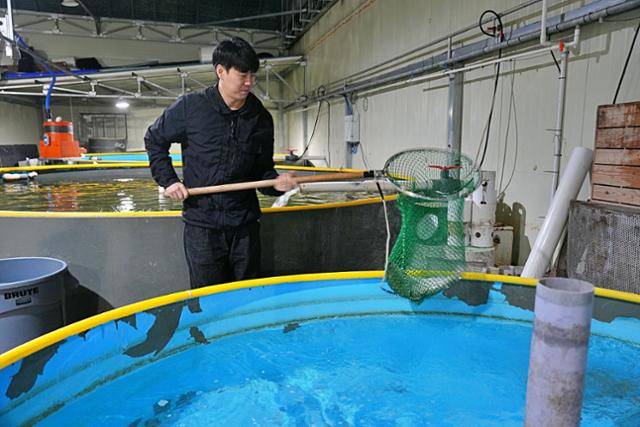 조성연 롯데마트 수산팀 상품기획자(MD)가 월야수산의 국산 왕연어를 뜰채로 낚은 모습. 롯데마트 제공