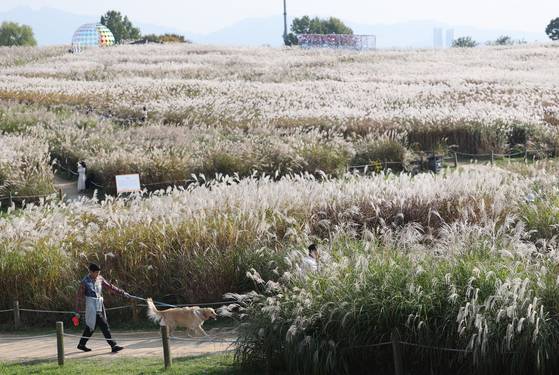 서울 마포구 하늘공원을 찾은 시민들이 억새밭 풍경을 감상하고 있다. 연합뉴스