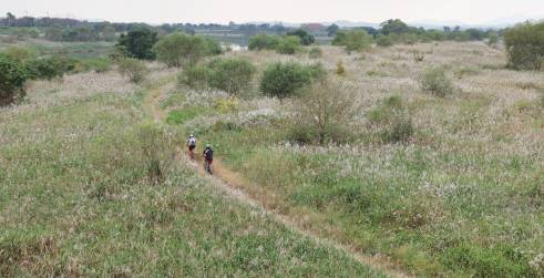 은빛 억새 물결광주 서구 서창교 인근 영산강변에서 시민들이 억새 길을 따라 자전거를 타며 가을의 정취를 만끽하고 있다. /임문철 기자 35mm@namdonews.com