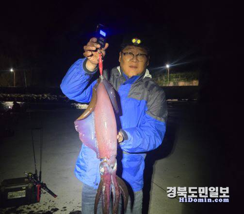 울릉군 서면 남양 한전상판서 2.08kg에 육박하는 대물 몬스터 무늬오징어가 잡혔다.(사진=김주호씨)