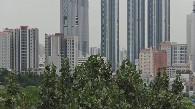 산림청 국립산림과학원은 서울 홍릉숲에 있는 수령 50년 된 노블포플러 나무 높이 측정 결과 38.97m로 확인됐다고 3일 밝혔다. 이는 국내에서 가장 큰 나무인 경기 양평 용문사 은행나무(38.8m)보다 17cm 더 큰 수치다. 사진은 노블포플러 나무 꼭대기 모습. 산림과학원 제공